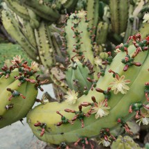 Cactus in full blossom